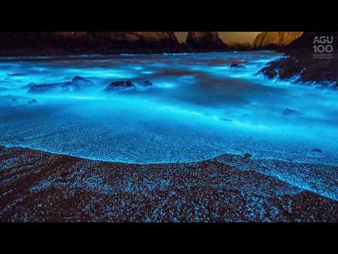 China’s sparkling bioluminescent seas are called ‘blue tears’