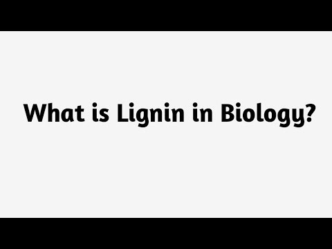 What is Lignin in Biology ?