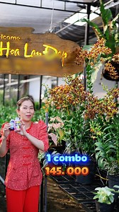 Cách vườn hoa lan đẹp trồng lan ra nhiều vòi hoa #hoatet #hoalandep #chamsochoalan | Vườn Hoa Lan Đẹp