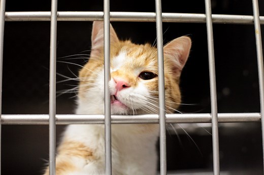 FDA approves drug for cats with chronic kidney disease, giving pet owners hope