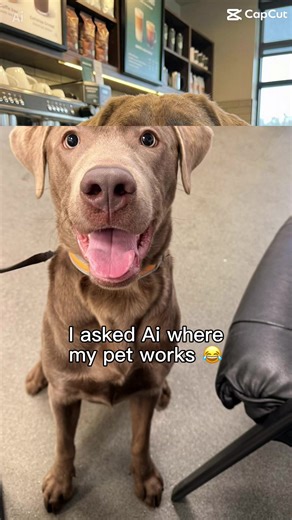 Cute Silver Labrador Moments You Can't Miss