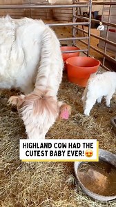 Is this the cutest cow ever?? 😂 | Dad Jokes