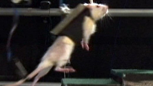 Research helps paralyzed rats walk again