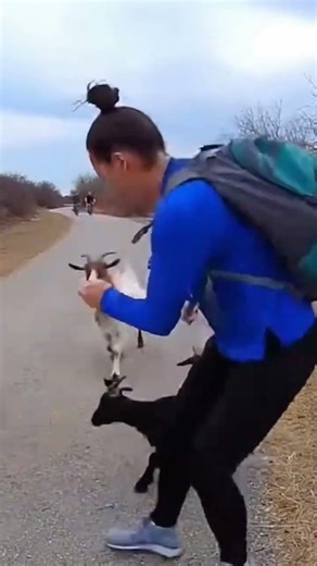 Goats Ambush Jogger’s Backpack—Watch the Hilarious Chase!