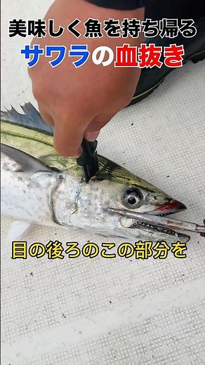 It's easy! I'll show you how to kill the fish you caught beautifully! [Sawara] #shorts