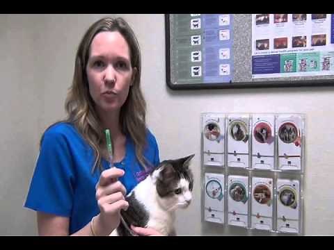 Giving Sub-Q fluids to your cat at home