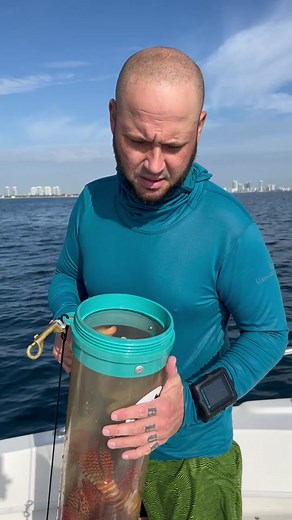 We are out removing invasive Lionfish from Florida’s waters! We tried to go out yesterday and get some back in Boynton Beach but we didn’t get quite as many big ones as we would like. So today we went down to Hallandale Beach Florida. So far not very many fish, but we got some decent size fish! One of them around 15 inches. We used to get lionfish that were 16 inch plus everyday, multiple of them actually. But now we have done such a good job removing them along with all of the other Lionfish hu