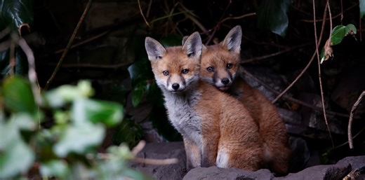 How the UK’s 2004 Ban on Fox Hunting Led to a ‘Catastrophic Decline’ in the Fox Population