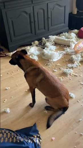 Do Dogs Really Feel Shame and Guilt