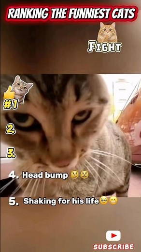 Ranking The Funniest Cat Fights (Voice Battles) 😹