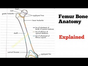 Femur bone anatomy