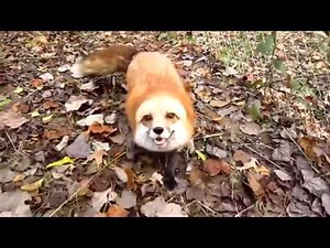 BUZZ : Un renard tout content de revoir son maître