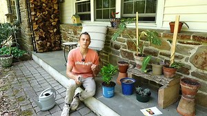 What to do with a new plant that arrived in the mail