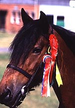 About the Dales pony - Horse & Hound