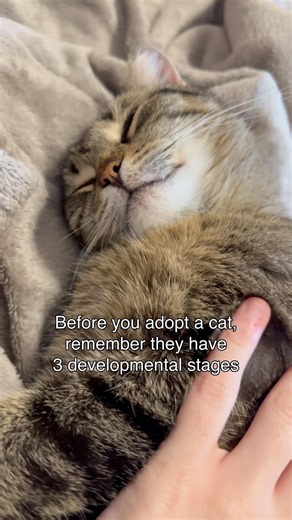 3 things you should know before adopting a cat 🐈🧡