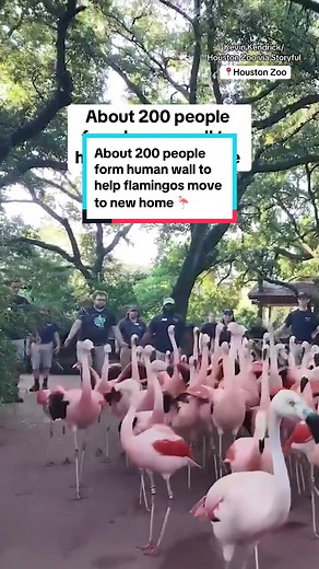 How do you move 54 Chilean flamingos to a new home? At the Houston Zoo, they did it with a human wall made up of about 200 zoo staff members and volunteers who all linked up to guide the flock to their new aviary. #flamingos #houston #animals