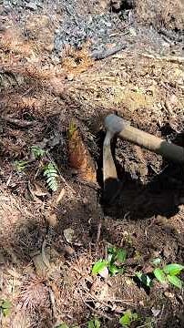 Jin Putan Cheng #Agriculture #New Farmer Plan 2026 #Rural Life #Outdoors #Digging for Bamboo Shoots