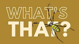 Finally, an invasive species that isn't so bad: the (giant) Joro spider - The Weather Network