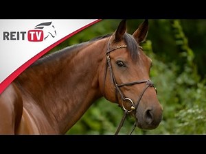 Pferdefotografie - So macht ihr tolle Bilder von eurem Pferd