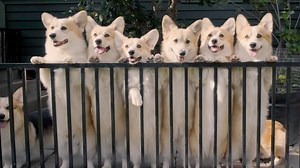 10K views · 209 reactions | The WKC Best of Breed Minute series brought to you by Embark for Breeders, the official DNA test of the Westminster Kennel Club Dog Show is back! We have partnered to bring you one of your favorite Herding Breeds - the Pembroke Welsh Corgi. Let us know what new facts you learn about the Corgi below. Learn more: https://tinyurl.com/yxt9xf5e | Westminster Kennel Club Dog Show | Facebook