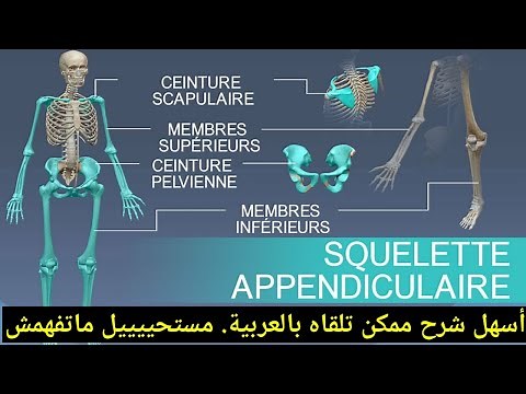 The appendicular skeleton: anatomy of the human skeleton