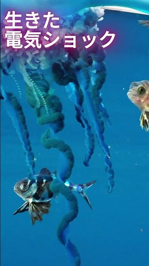 【通称：電気クラゲ】海で見つけても絶対に触るな。美しき猛毒「カツオノエボシ」が怖すぎる… #動物 #海の生物 #雑学