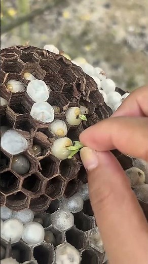 Vermiculture Basics: Manual Worm Feeding Process
