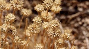 Chia Sage, Salvia Columbariae, a native monoclinous annual herb, displaying senescent bodies which can persist months after their lifecycle is complete, Autumn in the Little San Bernardino Mountains.