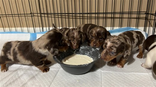 4-Week-Old Dapple Dachshund Puppy