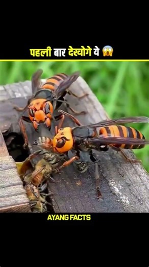 giant hornet Vs Bee 😱 #facts #knowledge #bee #shorts #ytshorts