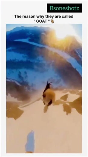 Why They’re Called the GOAT! 🐐🏔️ #GOAT #MountainGoat #NatureIsAmazing