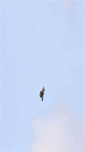 Canon R7 & RF 100-500mm with 1.4x Extender | Wildlife Bird photography