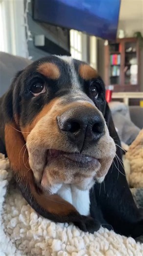 1.2M views · 24K reactions | Toy Day Best Video❤️ #bassethoundcommunity #bassethoundlife #bassethound #bassethoundlove #bassethoundpuppy #bassethounds #bassethoundsofinstagram | Basset Hound Lover | Facebook