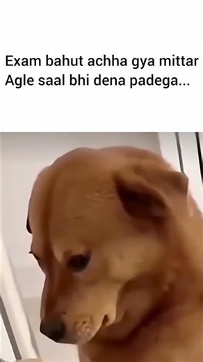 Exam bahut achha gya mittar... #ytshorts #funny #memes