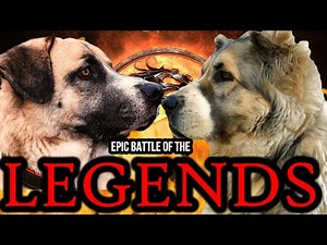 Kangal vs Alabai | Kangal vs Central Asian Shepherd | Battle of the Legends | Billa Boyka |