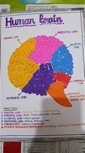 human brain clay modelling