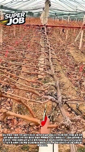 멀쩡한 가지를 거의 다 잘라내는 포도나무 단초전정 #worker #process #grapepruning #farming #agriculture