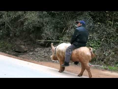 Farmer Rides Pig Along Busy Road in China