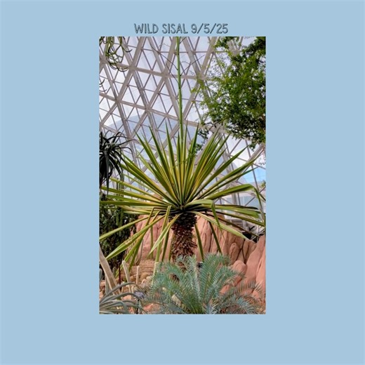 1K views · 36 reactions | ...YES...the Wild Sisal is still blooming in the Desert Dome. As of today... | Mitchell Park Domes | Facebook