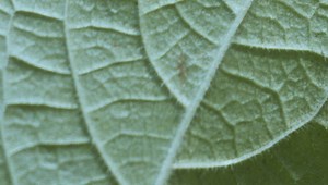 Φεστιβάλ Δράμας 2025: Οι ελληνικές ταινίες του προγράμματος Short and Green - FLIX