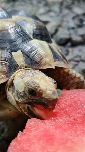 JUICY CRUNCH ASMR: Tortoise Eating Watermelon 🍉 (No Background Sound, Pure Audio)