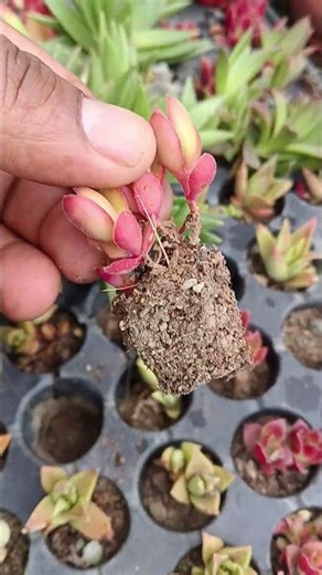how to propagate succulents #succulents