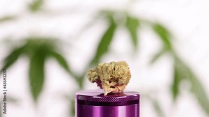 Cannabis bud rotating on a pueple grinder over a defocused pot plant background.