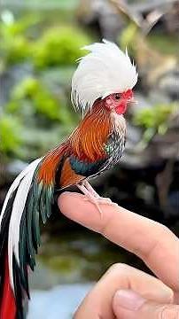 Top 5 Most BEAUTIFUL & RARE Chicken Breeds in the World! 🐔✨#shorts #chickens #wildpets