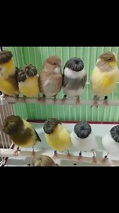 Gloster canary 😍❤ | Monde canarien