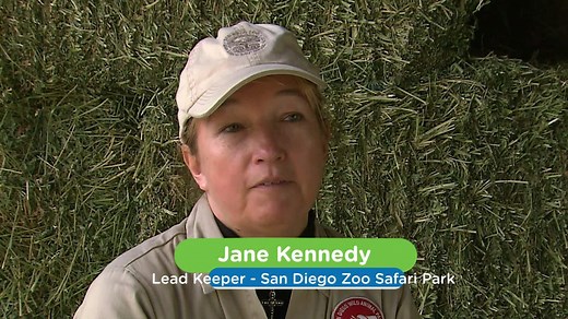 Join zookeepers on their journey caring for rhinos at the San Diego Zoo