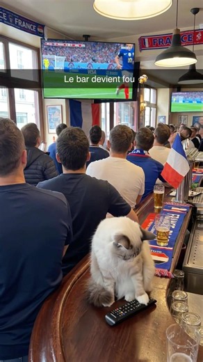 Les bleus allait marquer contre l’Irak… puis le chat éteint la télé 😭⚽ #worldcup #france #viral