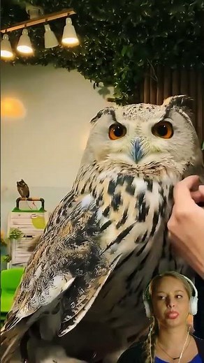 Tame owl
