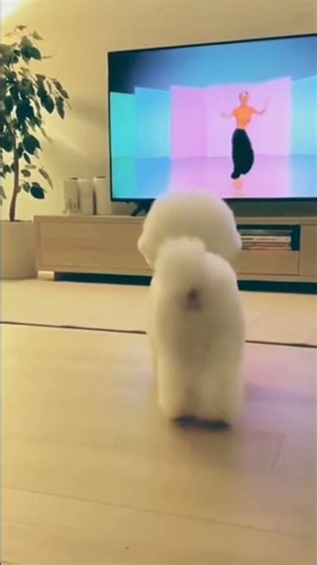 “POV: You Try to Exercise… Your Poodle Takes Over 😆🐾”