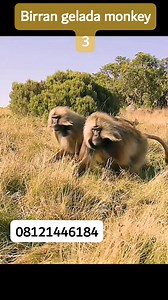 Birran gelada monkeys | Hausatop10